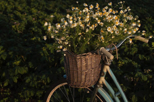С праздником Весны и Труда!